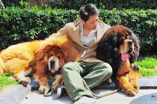 tibetanmastiff5.jpg