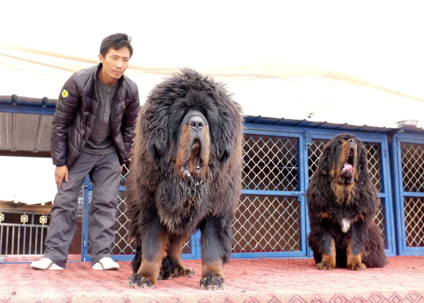 how tall can a tibetan mastiff get