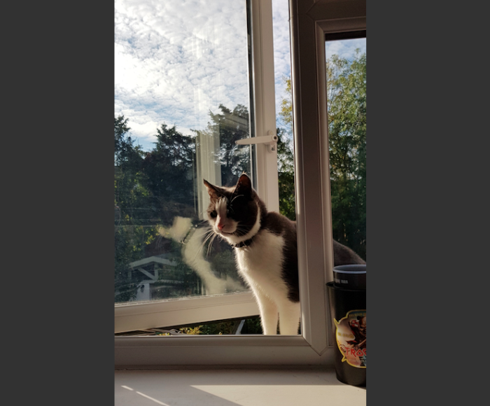 bob-the-cat-1-2.png