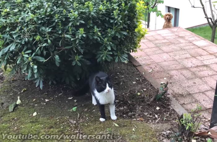 cats-refuse-to-let-dog-into-garden-header.png