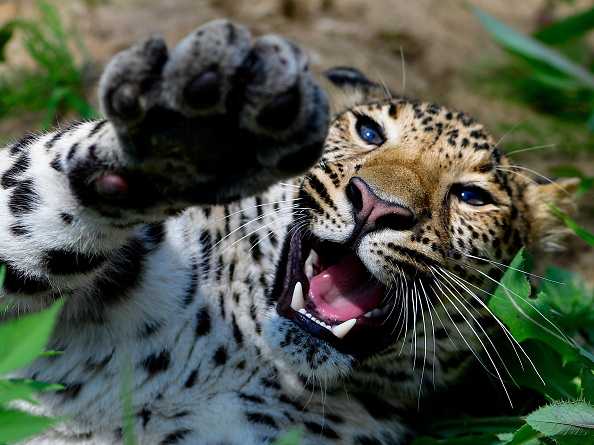 leopard-cub-attack-header.jpg