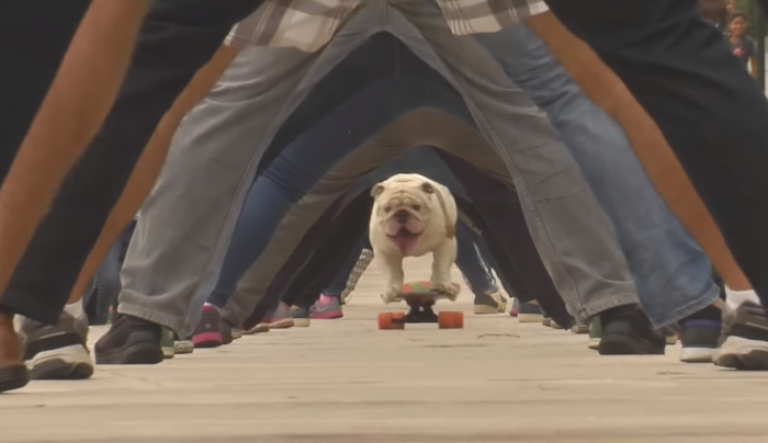 otto-skateboarding-dog-header.png