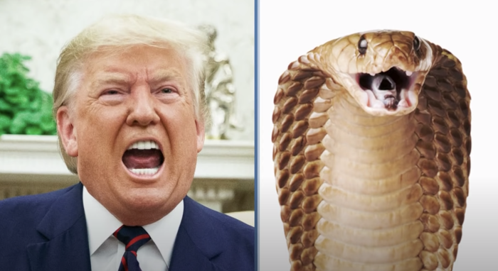 trump-snake.png