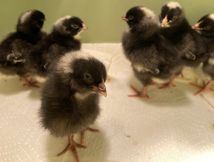 babychicks.png