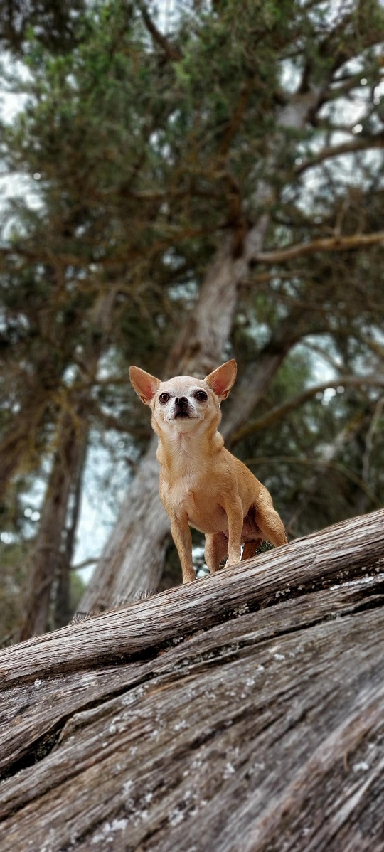 chihuaha-hike-1.jpg