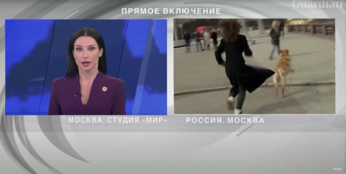 dog-interrupts-news-report-look3.png