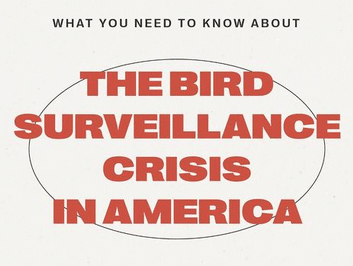 Bird Surveillance Crisis.png
