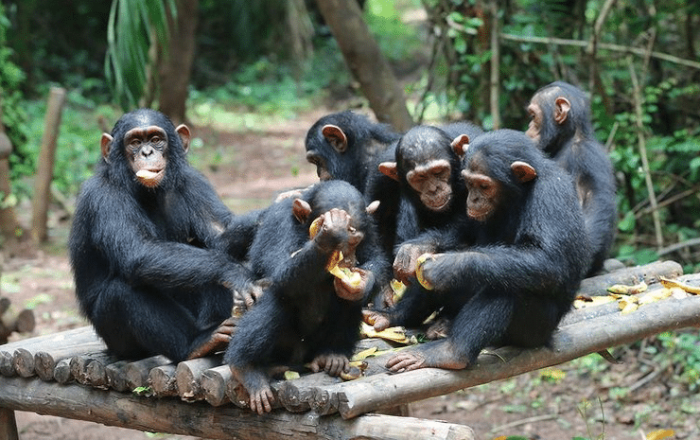 Jane Goodall Baby Chimps.png