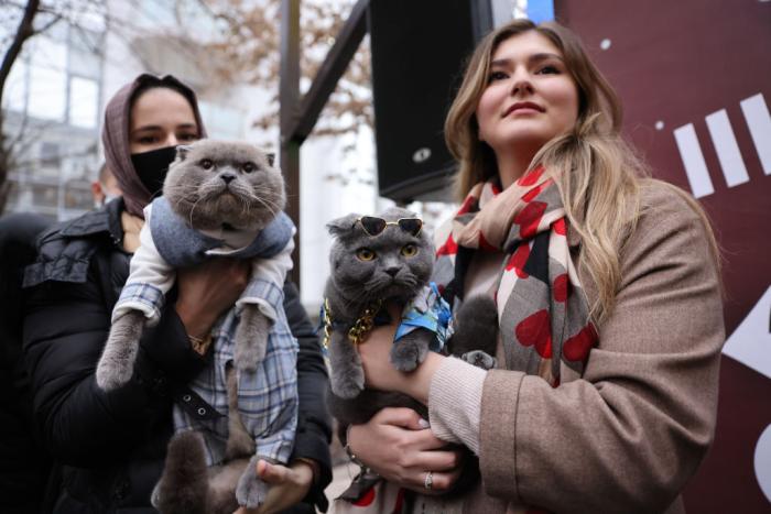 youve-got-to-hand-it-to-cats-header.jpg