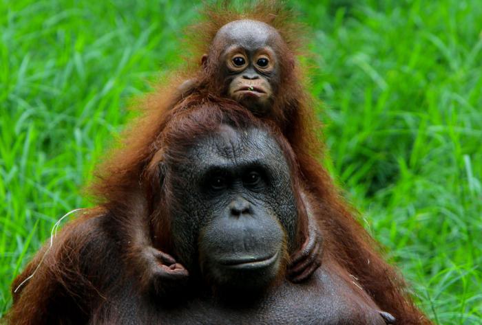 orangutan-sunglasses-header.jpg