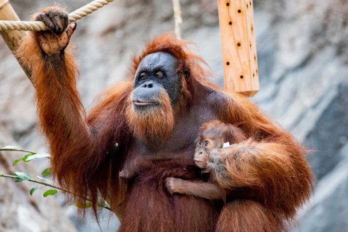 baby-orangutan-bath-header.jpg